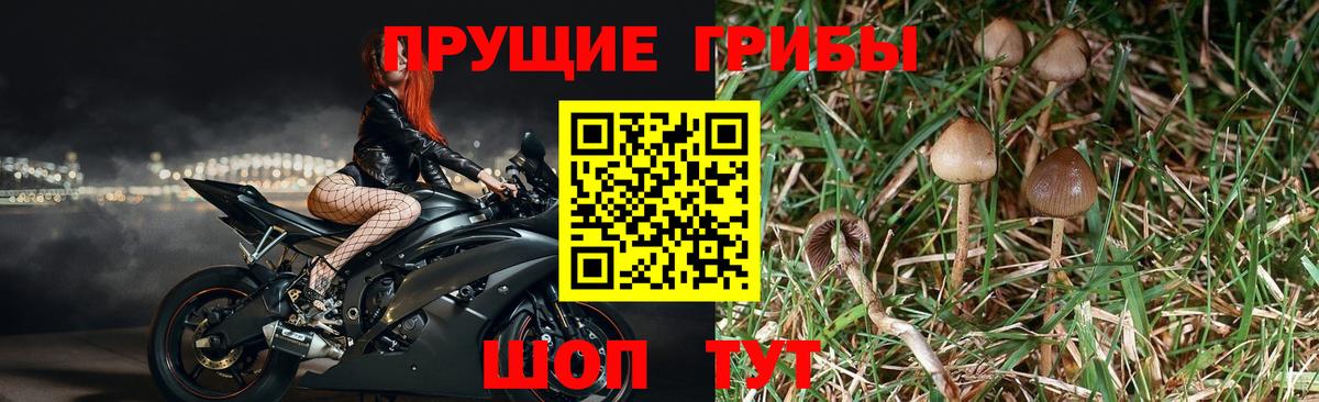 Будённовск  Галлюциногенные грибы Psilocybine cubensis  Псилоцибиновые грибы MAGIC MUSHROOMS  Вход с VPN 